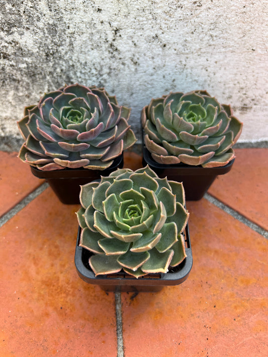 Echeveria Brown Rose