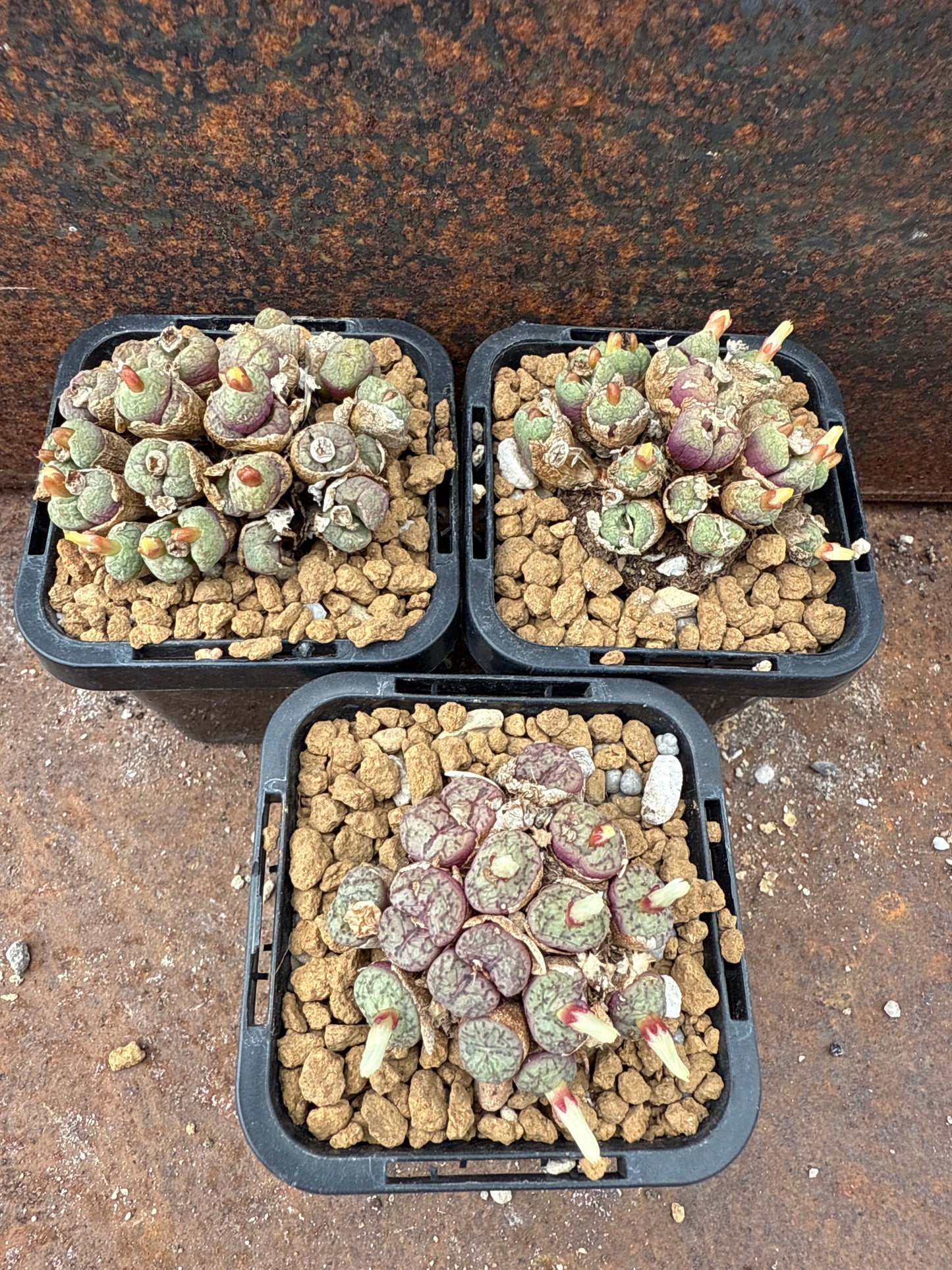 Conophytum obcordellum