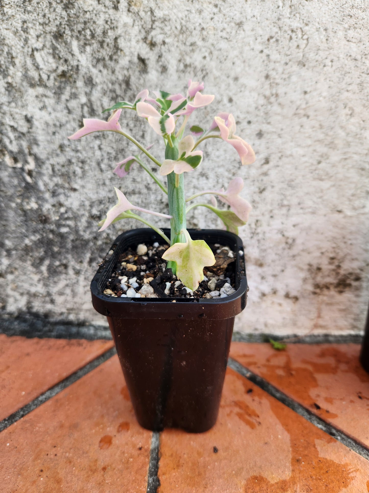 Senecio articulatus 'candle light'