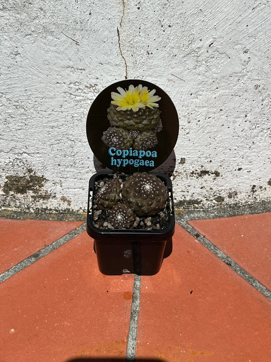 Copiapoa hypogaea