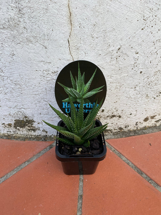 Haworthia Universe