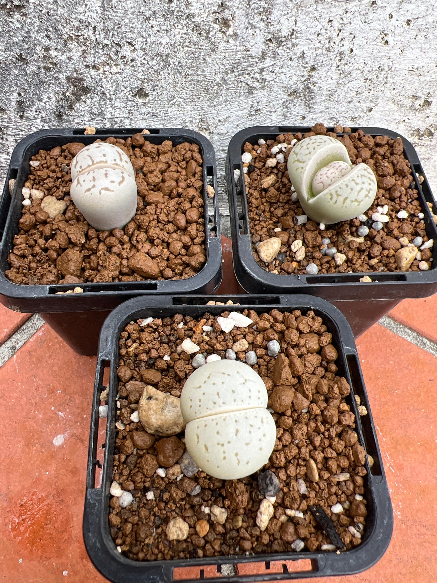 Lithops dinteranthus vanzylii