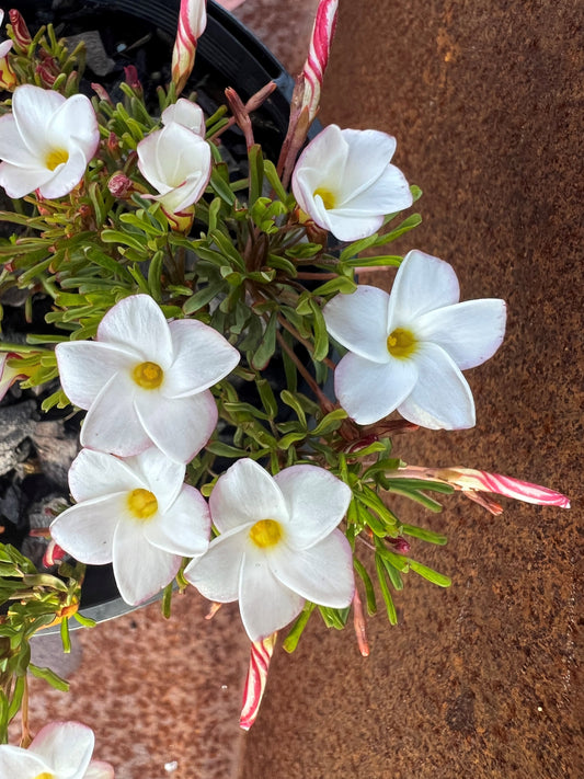 Oxalis Versicolor (Barbers Pole/Candy Cane)