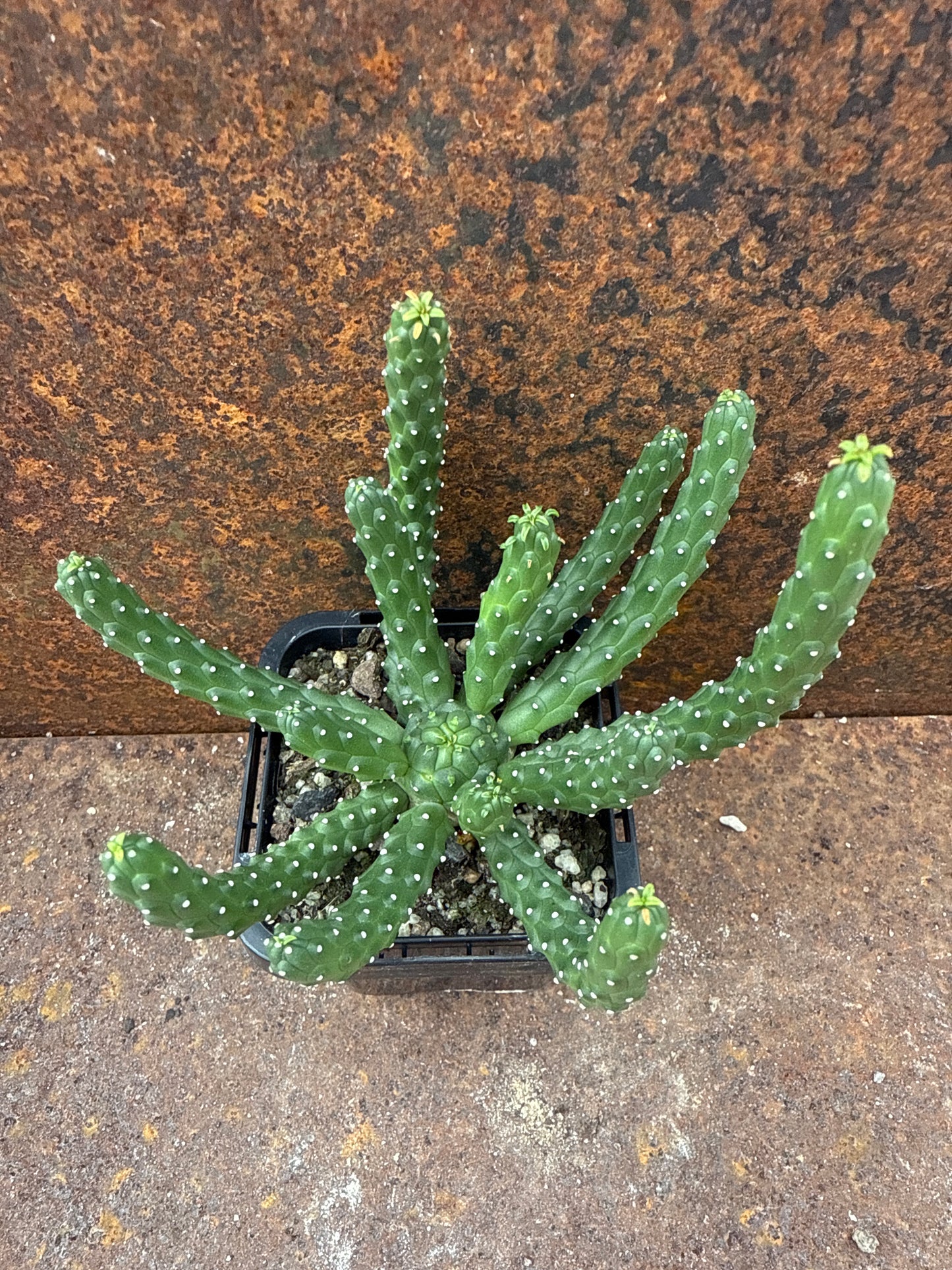 Euphorbia inermis