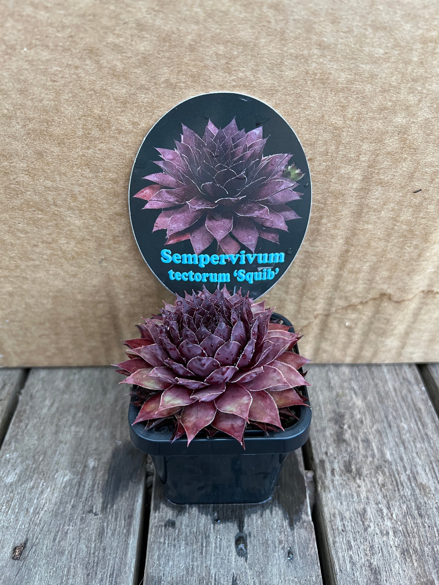 Sempervivum tectorum 'Squib'