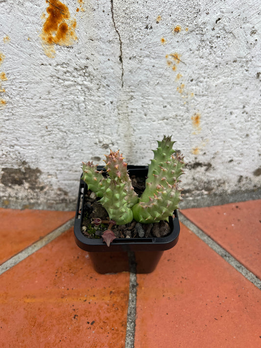 Huernia schnideriana