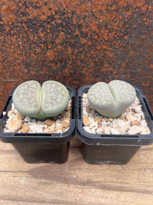 Lithops gracilidelineata