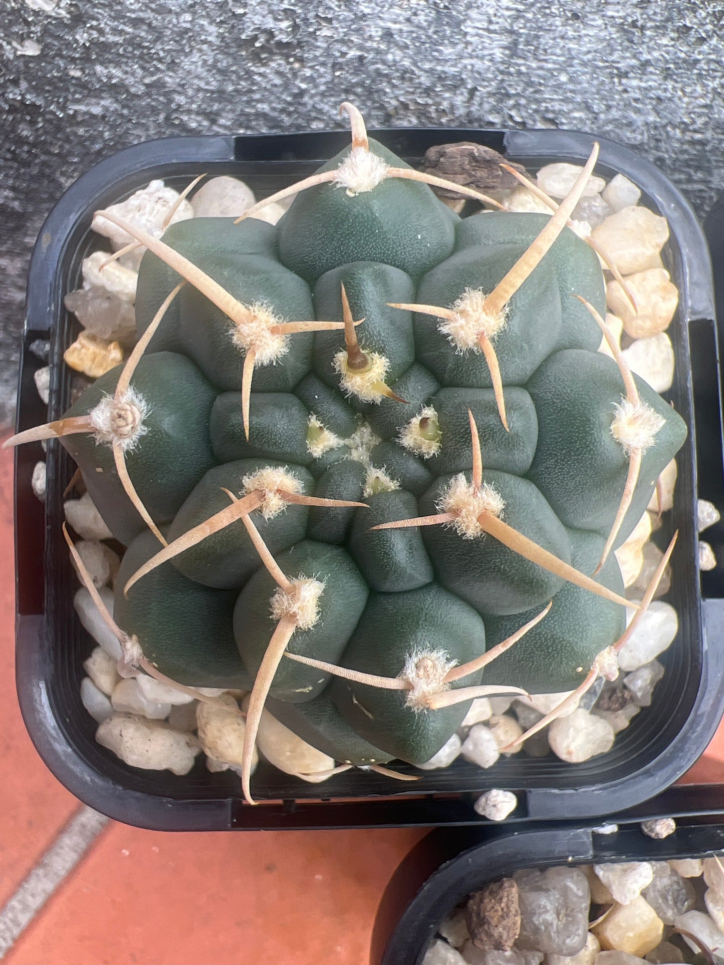 Gymnocalycium 3 spike Japanese form