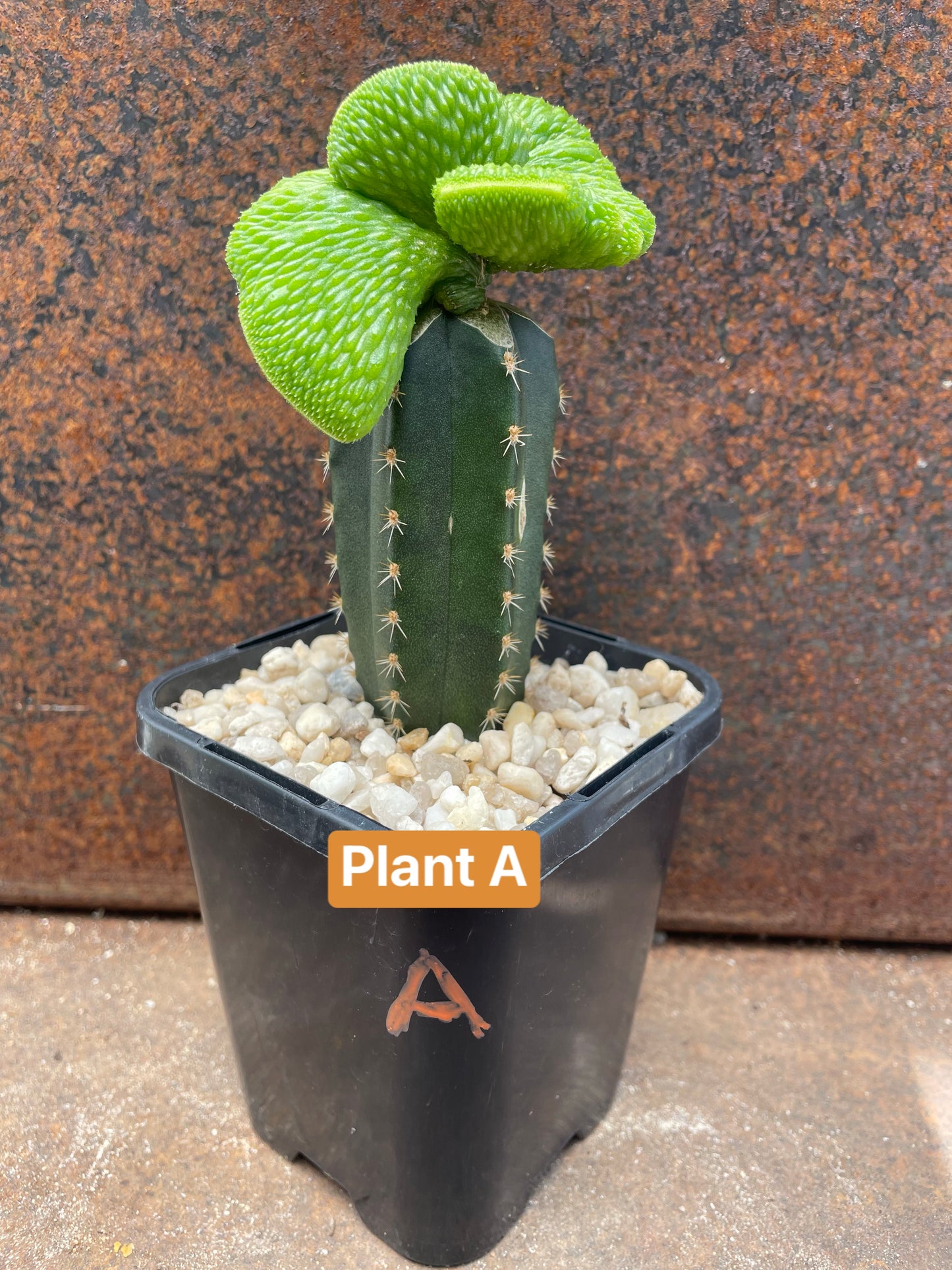 Hildewintera colademononis cv inermis cristata ‘spineless, crested monkey tail cactus’