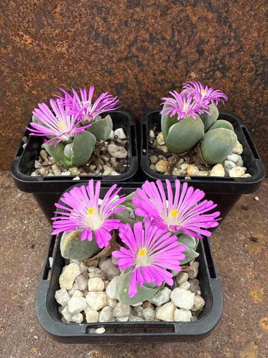 Gibbaeum dispar
