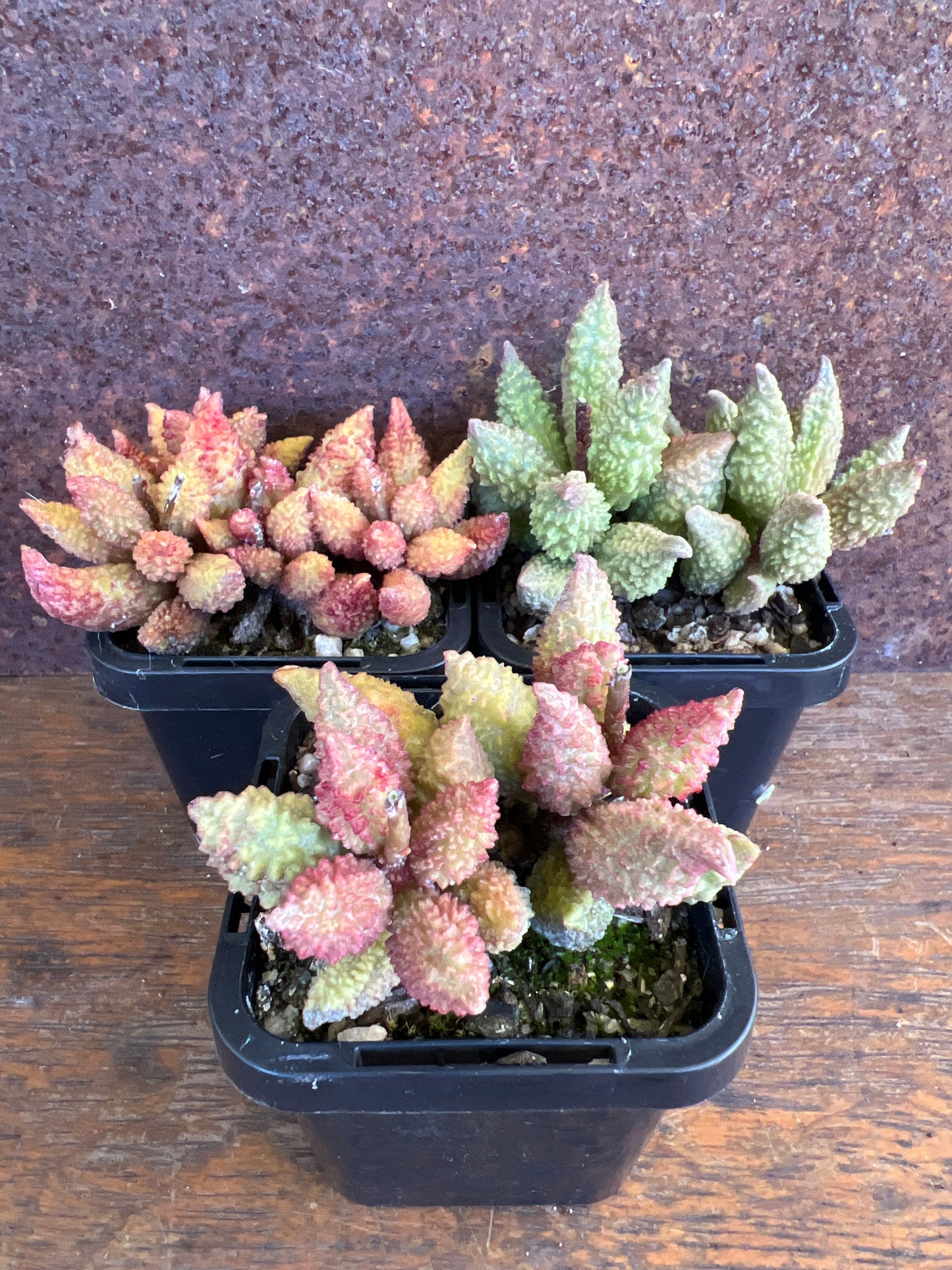 Adromischus marianiae v. herrei narrow form