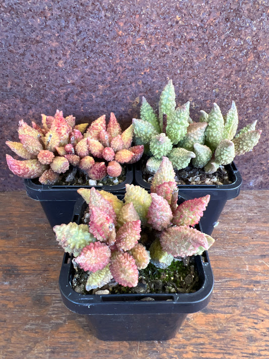 Adromischus marianiae v. herrei narrow form