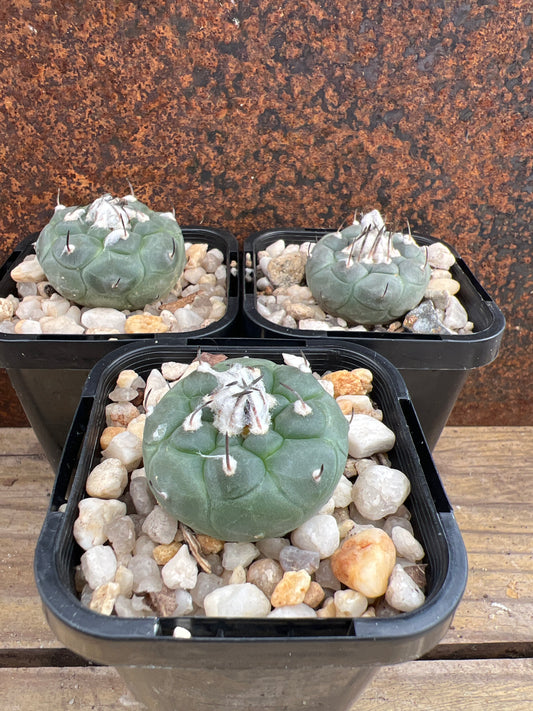 Turbinicarpus jauernigii