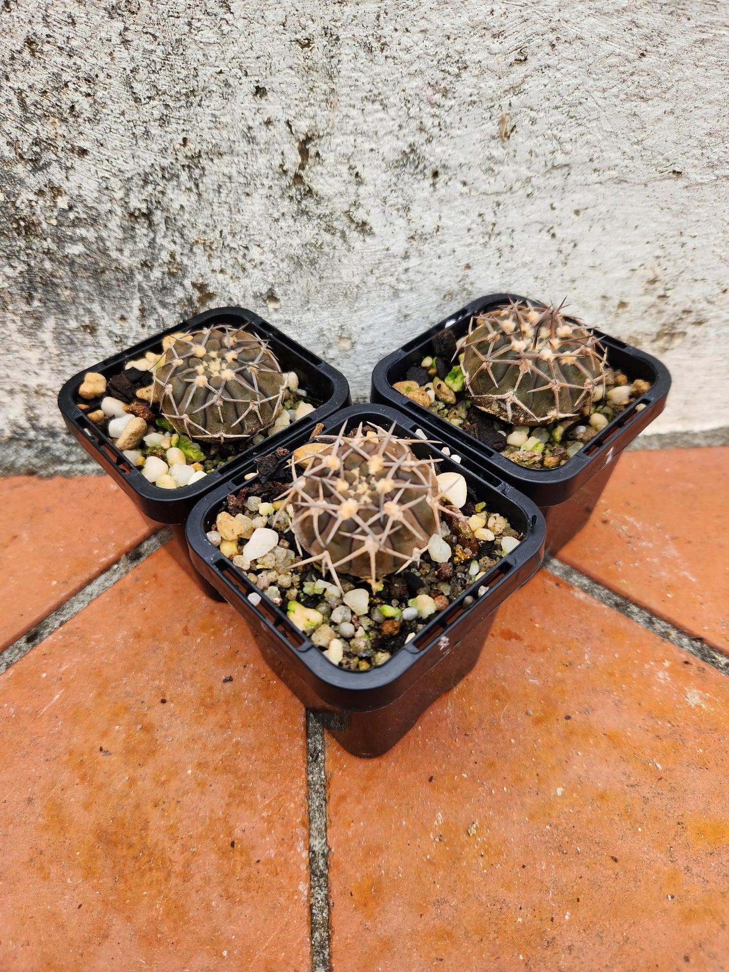 Gymnocalycium asterium