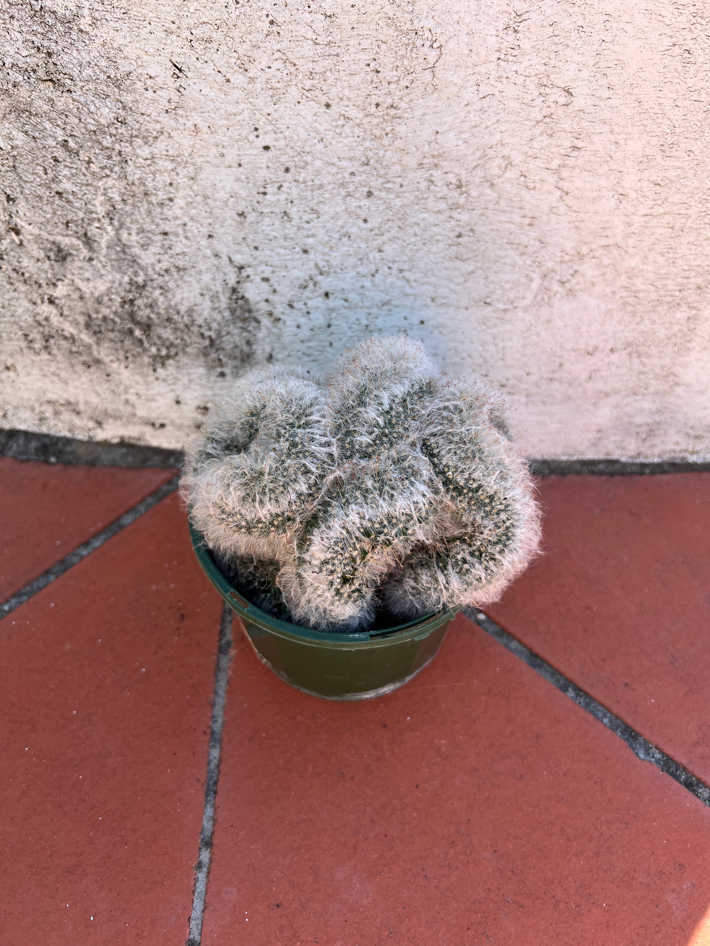 Mammillaria bocosana 'Crest'