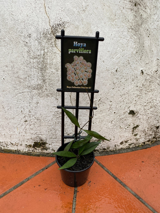 Hoya parviflora