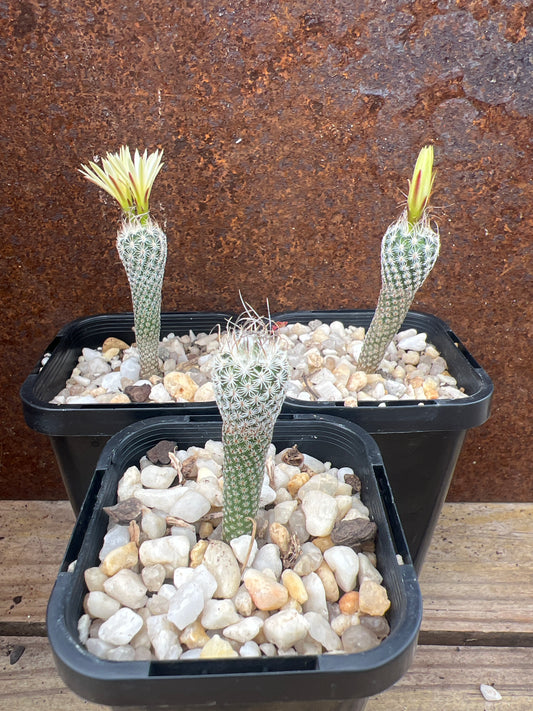 Turbinicarpus krainzianus var. minimus