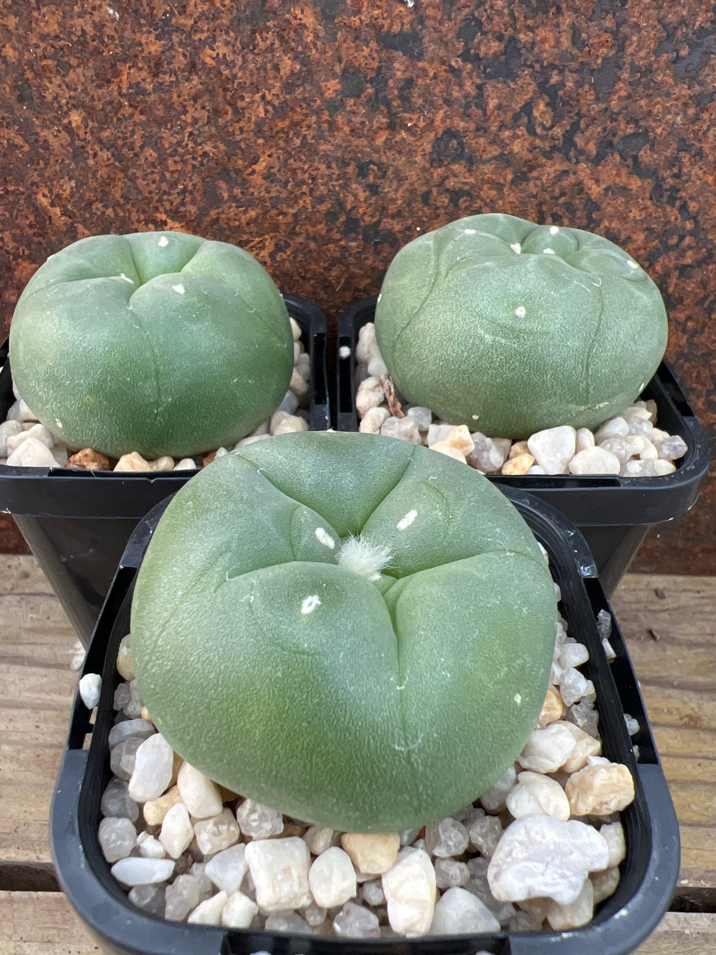 Lophophora diffusa (seed grown)