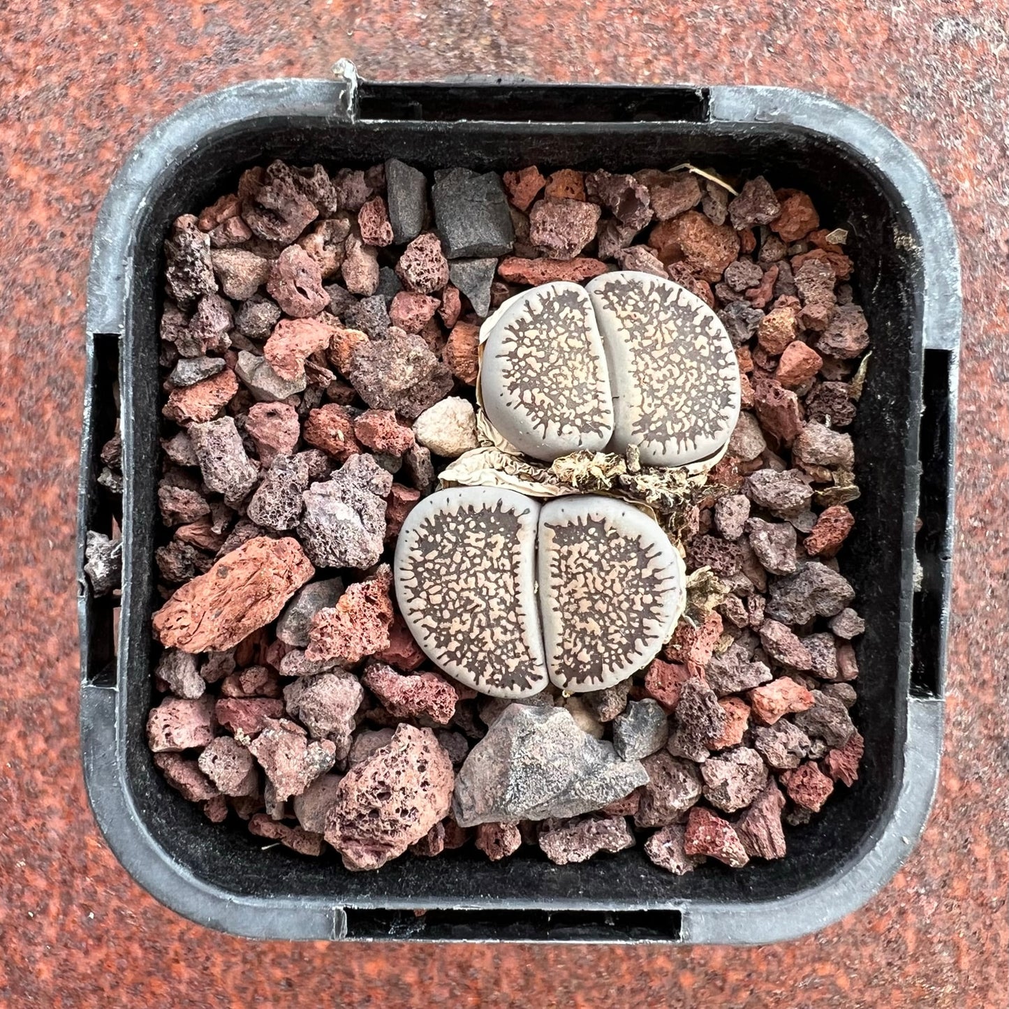 Lithops Leslie ssp Venteri