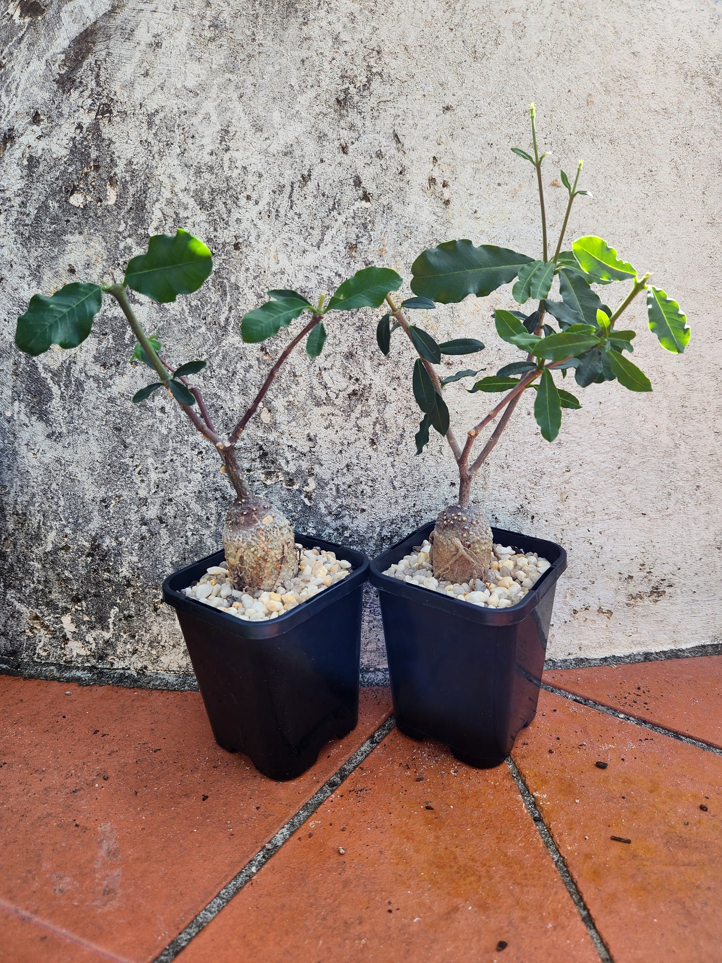 Fockea edulis 'Hottentot Bread'