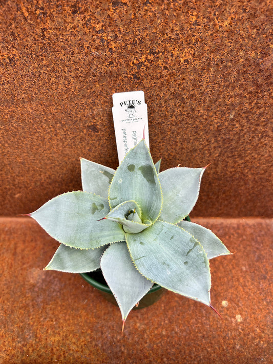 Agave pygmae 'Dragon Toes'