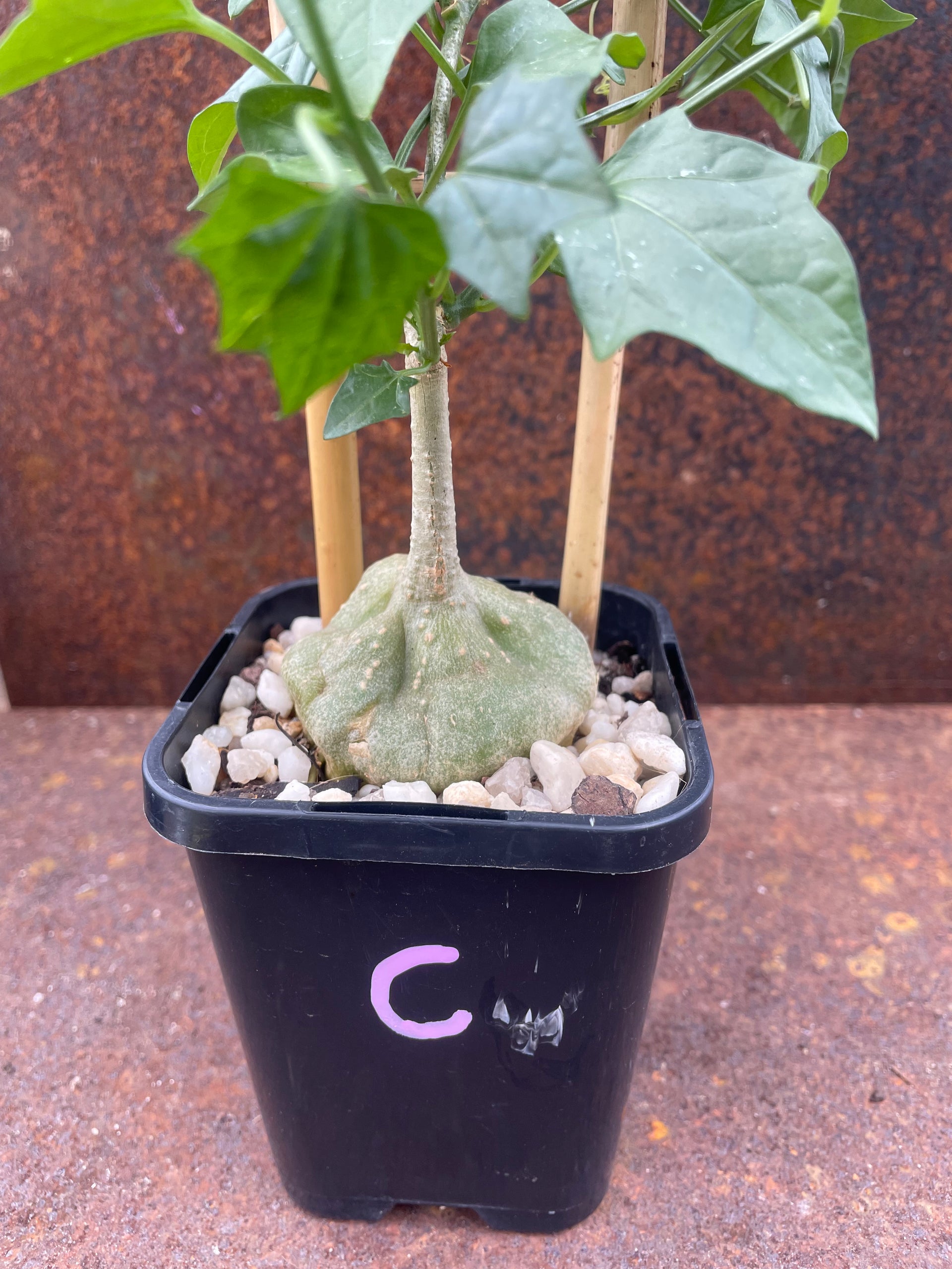 gerrardanthus macrorhizus bigfoot succulent Gerrardanthus macrorhizus “Bigfoot” – Pete's Perfect Plants