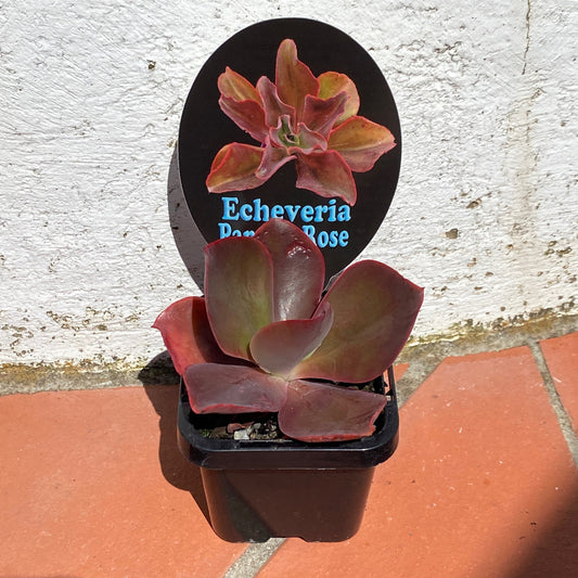 Echeveria Pappy's Rose
