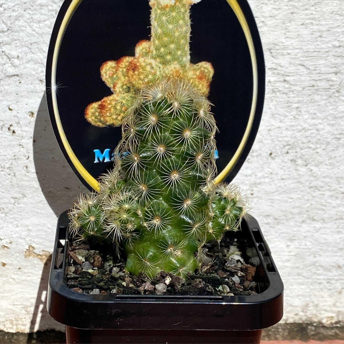 Mammillaria elongata