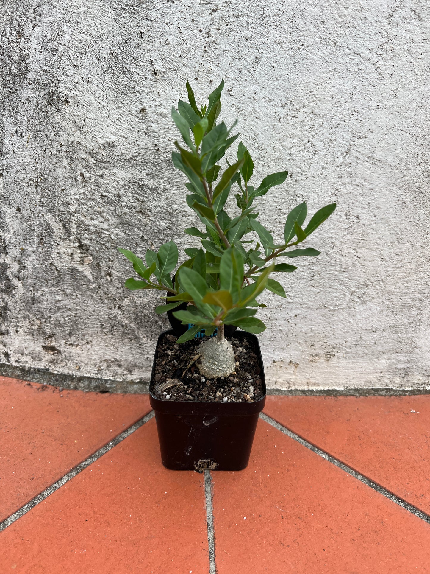 Fockea edulis 'Hottentot Bread'