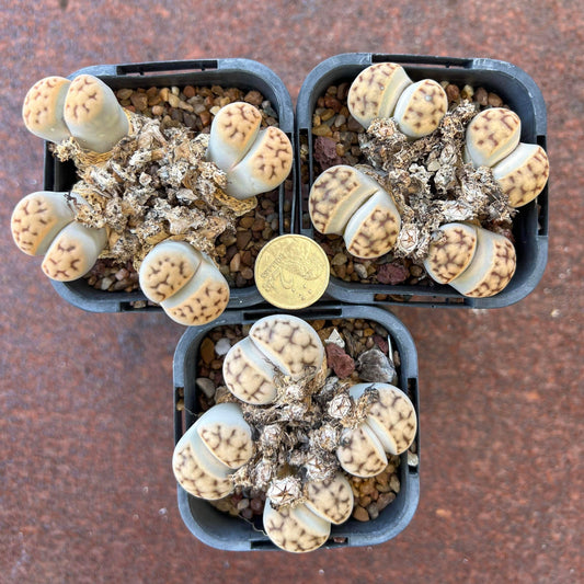 Lithops Karasmontana var. Mickbergensis