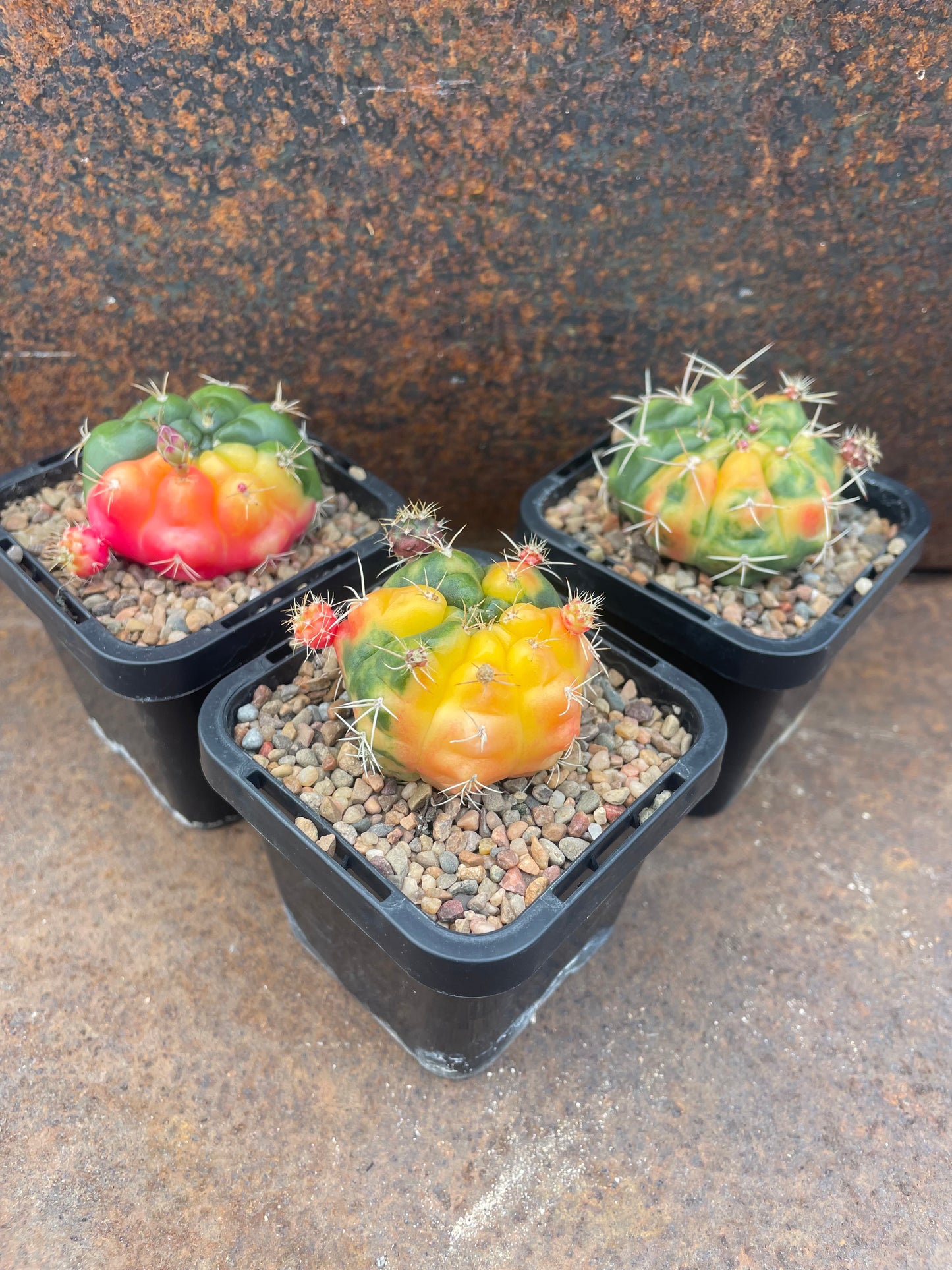 Gymnocalycium anisitsii (Syn. damsii) variegata