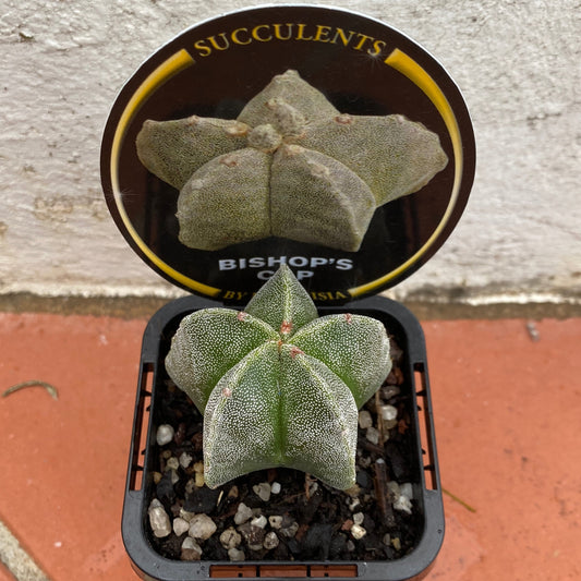 Astrophytum myriostigma 'Bishop's Cap'