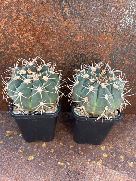 Gymnocalycium pugionacanthum