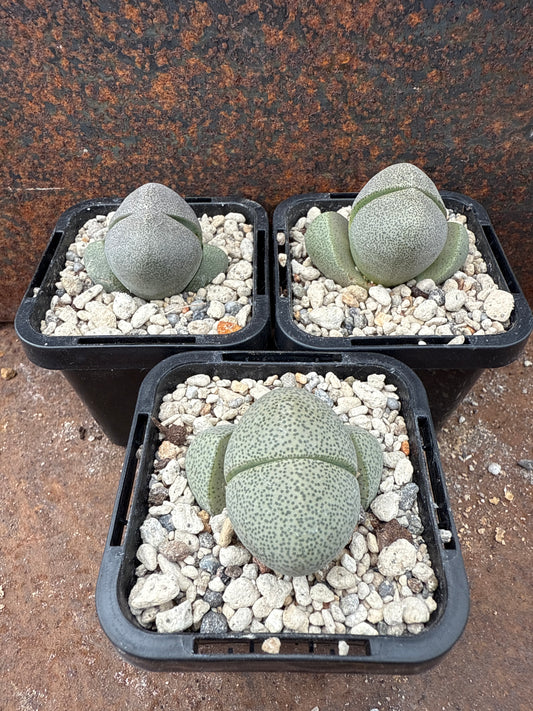 Pleiospilos nelii ‘Split Rock’