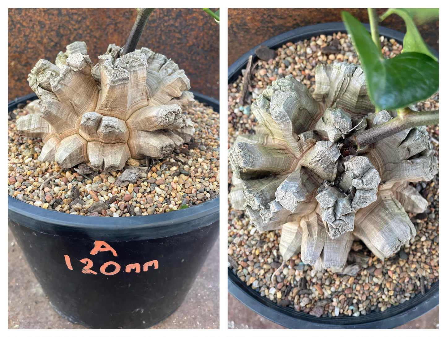 Dioscorea elephantipes (elephant’s foot)