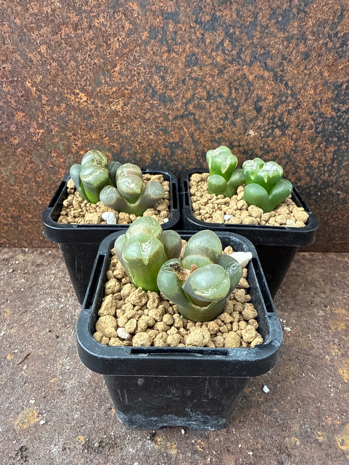 Conophytum friedrichiae