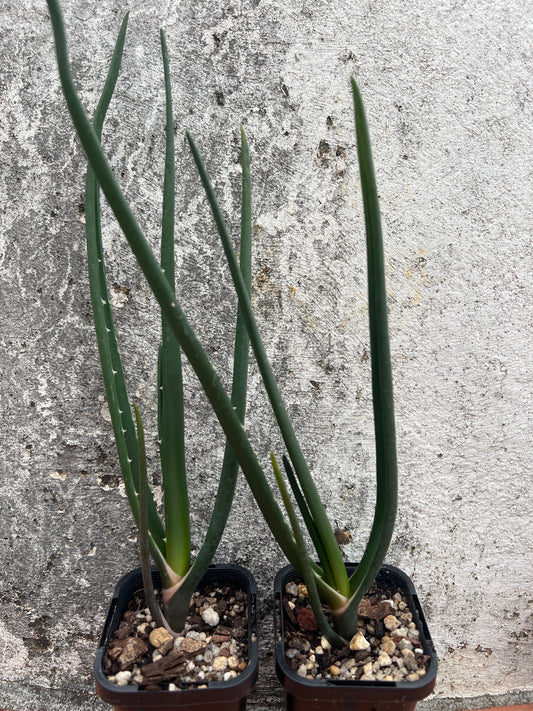 Aloe barberae 'Tree Aloe'