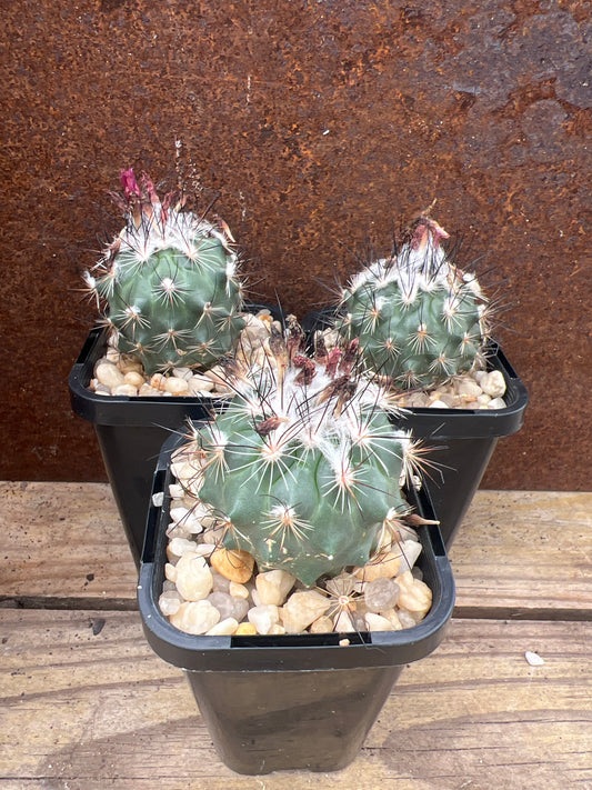 Turbinicarpus viereckii