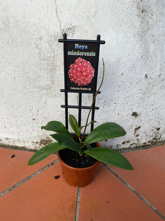 Hoya mindorensis
