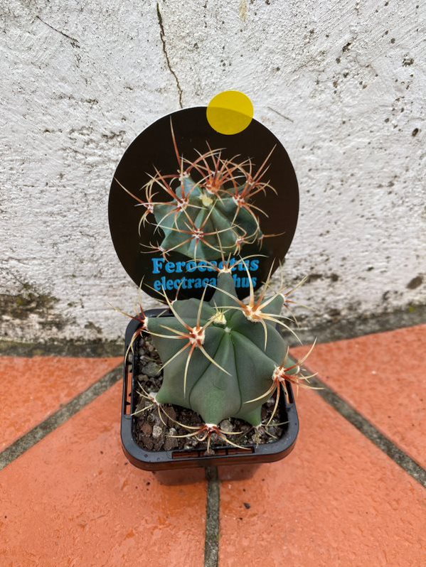 Ferocactus electracanthus