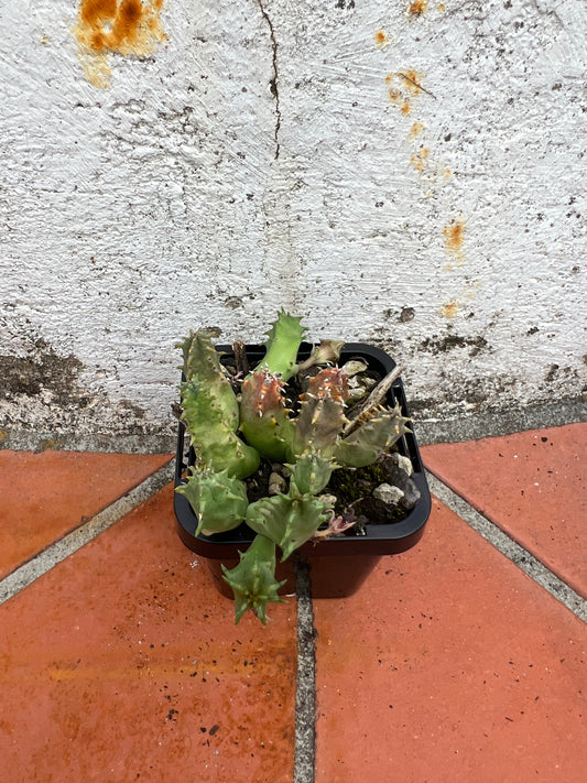 Huernia plowesii