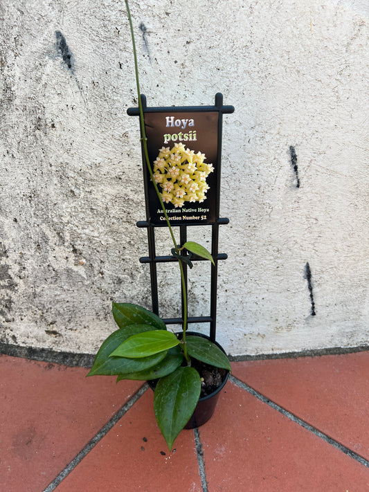 Hoya potsii