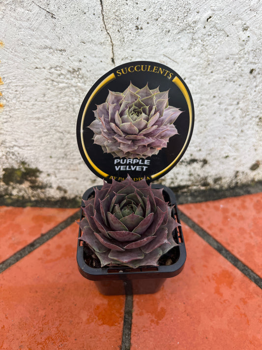Sempervivum Purple Velvet