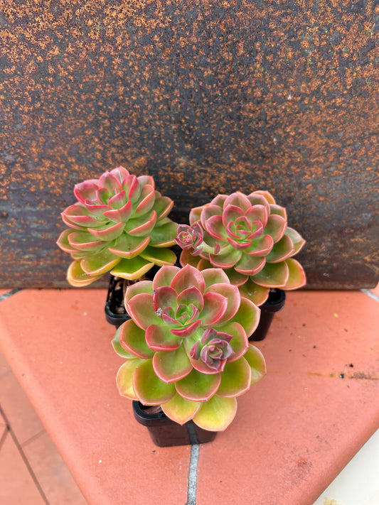 Echeveria Melaco