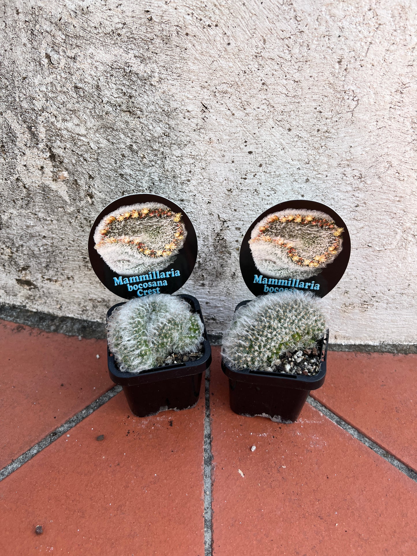 Mammillaria bocosana 'Crest'