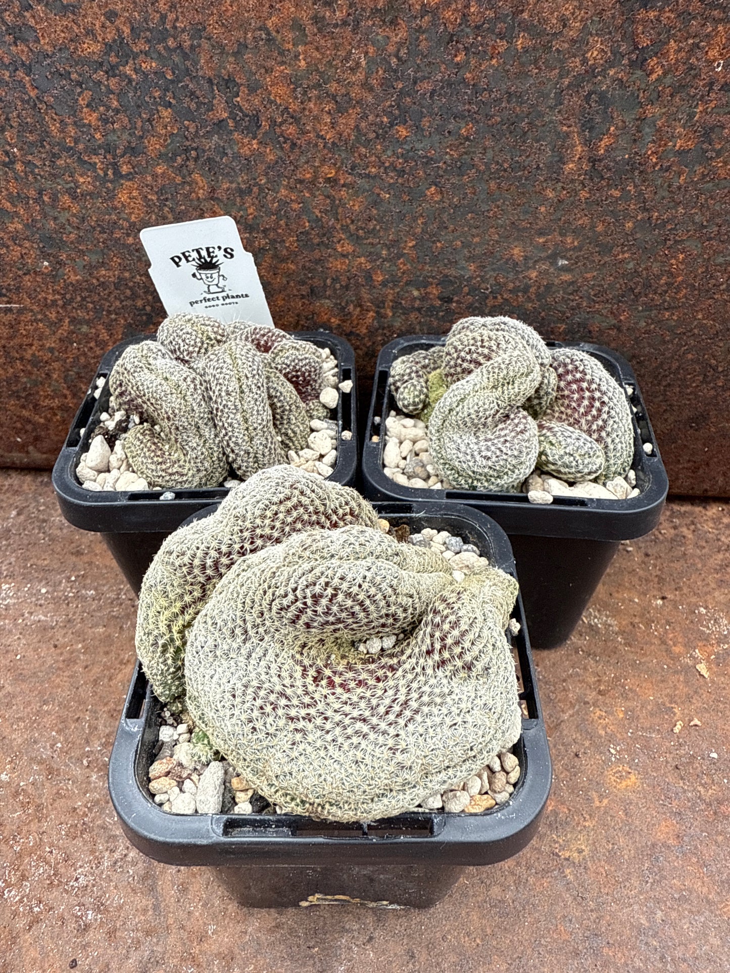Sulcorebutia langeri forma cristata