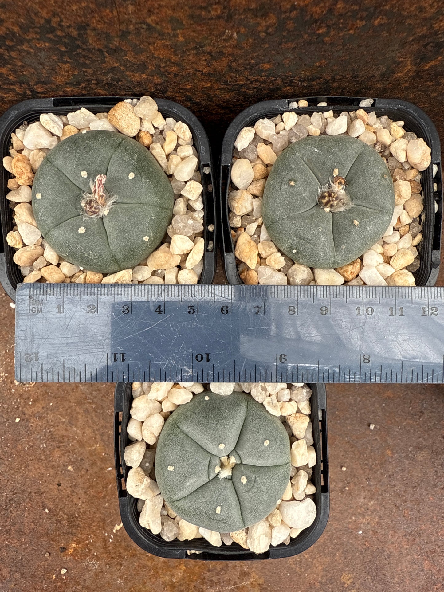 LW Northern Form (seed grown)