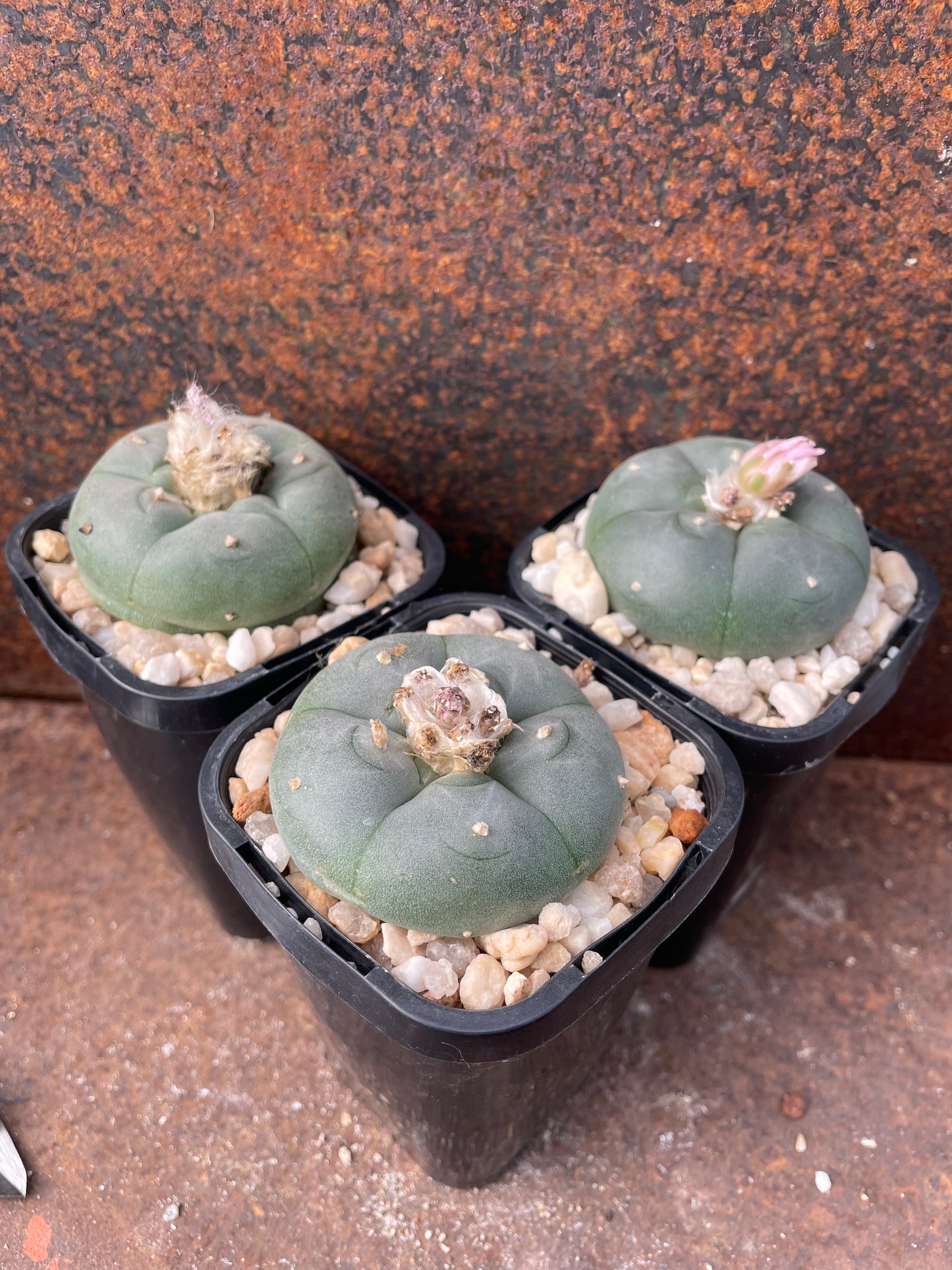 LW Northern Form (seed grown)