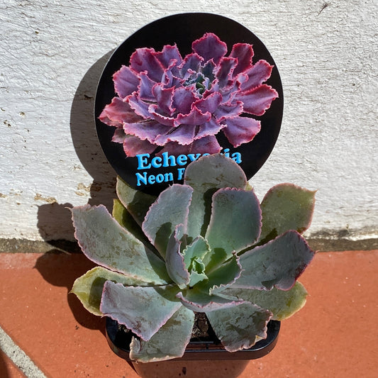 Echeveria Neon Breakers