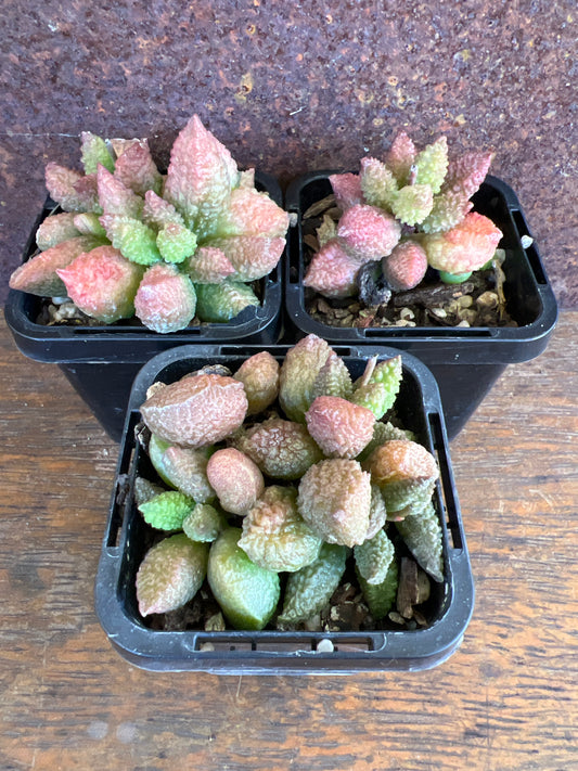 Adromischus marianiae v. herrei